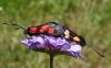 Zygaena trifolii